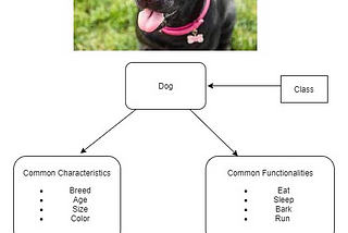 Object-Oriented Programming and Java OOP Concepts