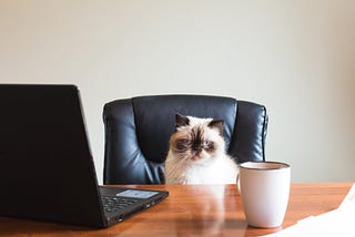Grumpy cat in office