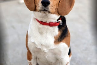 Beagle energetic dogs playful small sized breed