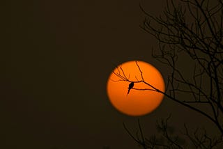 Silhouetted bird on a branch with an orange moon