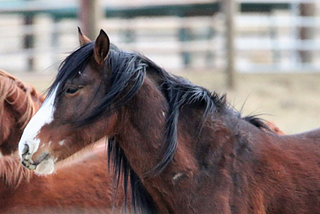 My name is Mingo, and I was once a wild horse.