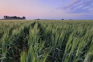 Time to rethink genetically modified wheat?