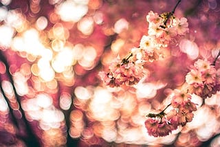 Pink tree blossoms.