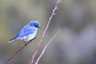 MY BLUEBIRD