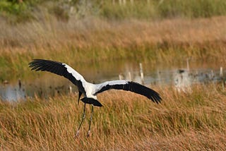 I Miss This Ibis