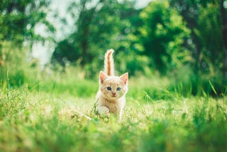 Whiskers and a Hunting Tale
