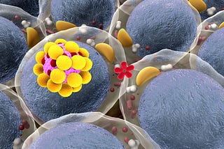 Your Fat Cells…Your Micro Fuel Tanks