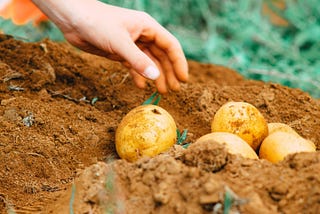 Potatoes! How do you like yours?