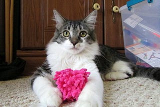 13 best cities for pet owners to rent a house