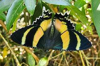 A Zodiac Moth with wings spread showing the pink — orange — yellow — green iridescence between the black bands and the white scalloped edge to the hind wings. If you didn’t know it was a moth, you’d swear it was a swallowtail butterfly.