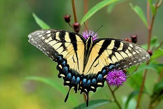 The Caterpillar Effect
