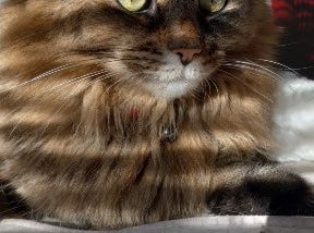 Hermione Granger is a Maine coon mix wih pretty green eyes