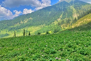 Janbaik village Pakistan