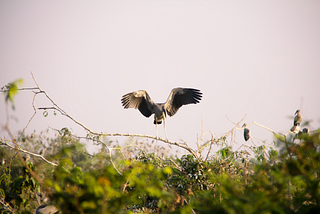 An online visit to a bird city in Cambodia