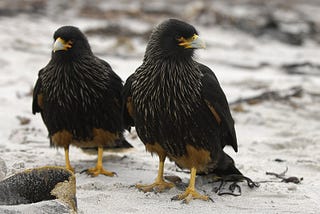 Falklands Falcons Are As Brainy As Cockatoos