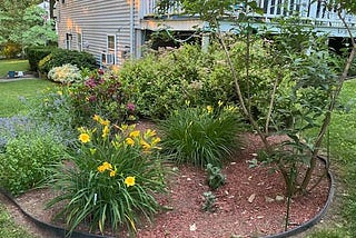 A serene garden scene captured at twilight. The garden is lush and well-kept, with a variety of plants creating a textured tapestry of greenery. In the foreground, a vibrant cluster of daylilies with cheerful yellow blooms commands attention. The garden’s edge is neatly defined by a dark, curving border that contrasts with the rich, reddish-brown mulch.