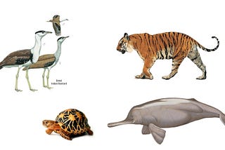 The Grim Reality of India’s Endangered Wildlife: A Wake-up Call for Conservation