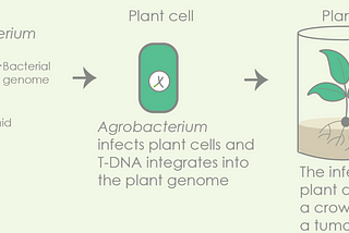 Plants vs. Bacteria 🦠