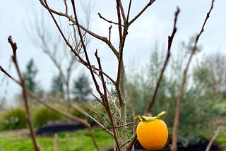 A single persimmon hangs on a barren tree in winter.