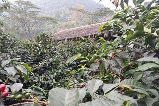 Colombian Coffee and COVID-19 — Can you Help?