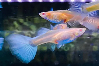 Blue Tuxedo Guppies: A Dive into Aquatic Elegance and Intriguing Facts