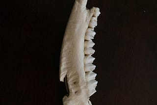 A deer jawbone in vertical position shows the marks of vultures.