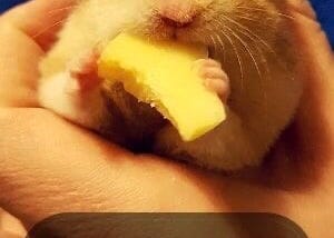 Can rats eat cheese?