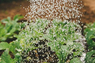 Water the Soil: Growing as a Disciple of Jesus
