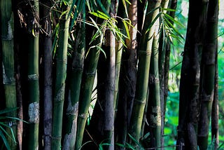 Grow in silence — a story of a bamboo tree