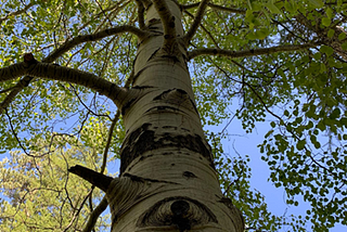 Birch tree trunk, leaves and branches with eyes in the trunk.