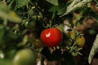 GROW ORGANIC TOMATOES THAT CAN MAKE YOUR DISH DELICIOUS
