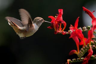 Hummingbird hovers to eat from a red flower.
