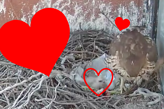 Welcome to the World, Baby Hawks!
