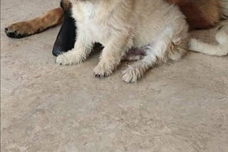 The Week Pepper Couldn’t Walk