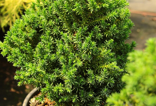 Transform your Small Garden with Japanese Cedar