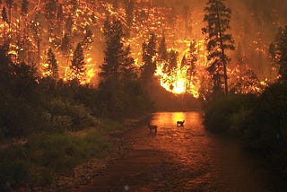 Climat et risque d’incendie : comprendre l’indice forêt-météo