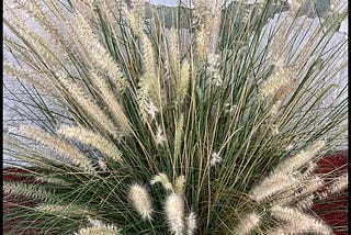 Bush with very thin stems and fluffy white blossoms.