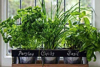 Friendly advice before growing food in your home