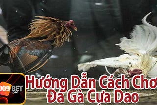 Đá Gà Cựa Dao — Theo Dõi Các Trận Đấu Sinh Tử Nảy Lửa Tại 009Bet