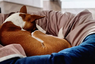 A sweet doggie sleeping in their bed