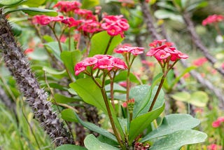 What is a crown of thorns plant?
