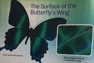 The Surface of the Butterfly’s Wing
