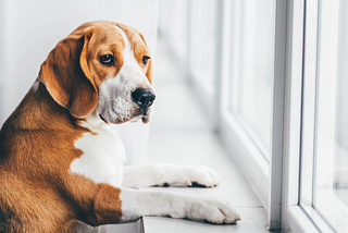 Dog looks sadly out the window.