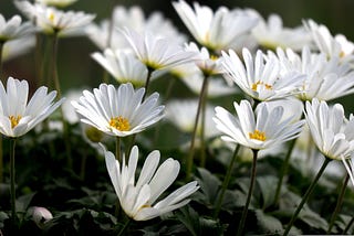 Spring Gardening Guide 2026: How to Prepare Your Garden for a Thriving Season