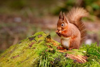 A Return to the Land of Red Squirrels