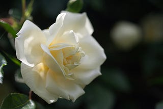 White rose