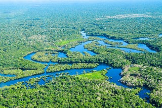 Can Compromise Save The Rainforest?