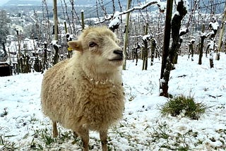 Of Sheep and Terroir