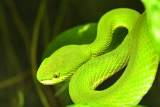 I tried Google’s new Python fuzzer: Atheris