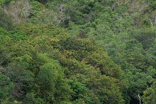 “Hutan adalah urat nadi masyarakat kami”